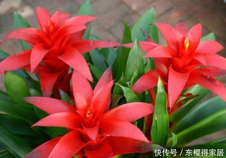 4种花花量超大的,开花时不见叶子只见花,年年开花不断