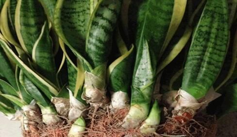  臭味|10月养花，浇氮肥水花卉不黄叶，无臭味、肥效好，比黄豆水好