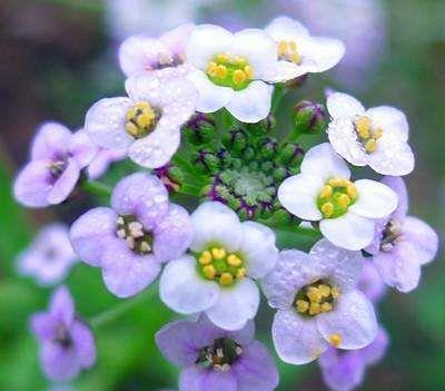 花友们|7月8日开始,养花试试这几款,个个开成大花球,个个美的出奇