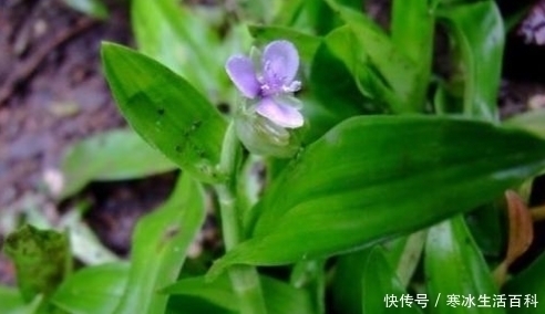 化痰|民间称之为“癌草”，有化痰治病的功效，常被农民当杂草除！