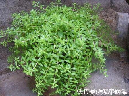 房顶|4种多肉,靠天吃饭,农村房顶上也能活,一盆能养20年