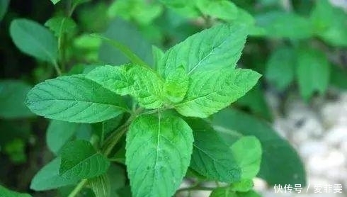 一直被蚊子咬？是因为你少了这些驱蚊草，养一盆整个夏天不用蚊香