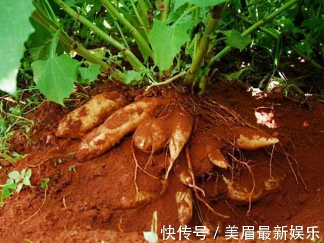 护肝|健康的人常吃3种食物,可以排毒护肝,安神助眠增强体质