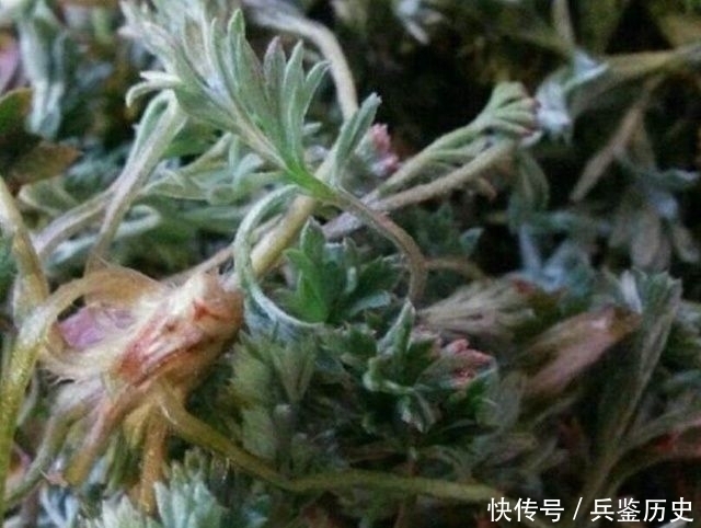 这种野菜被称为癌症的克星，这个季节建议你多吃！