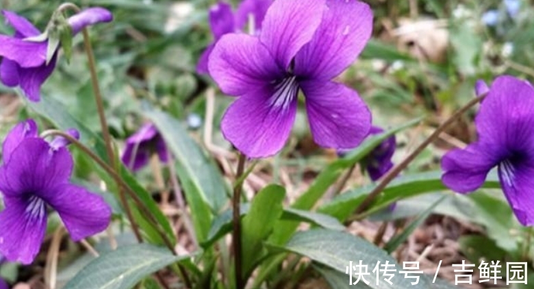紫色|它若长在你家墙角,千万别铲除,关键时刻能起大作用,请收藏好
