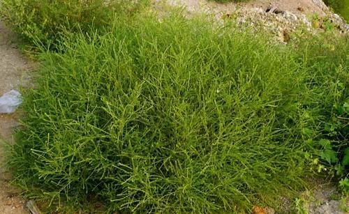 食物|女性想要肌肤好,推荐3种食物,排毒清肠,美白润肤,早吃早受益