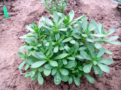 救心菜|此菜被称“养心菜”,再贵也要买,大人孩子吃了都健康,很珍贵