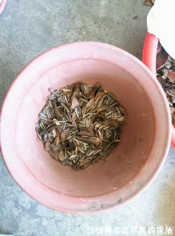 养花|老花匠:扔4种“东西”,就是扔钱,比花肥还好用,不花钱!