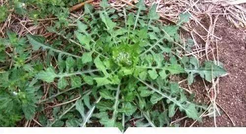 糯米菜|农村的任何野草,可都别小瞧它,可能就一种药材能治病救命呢!