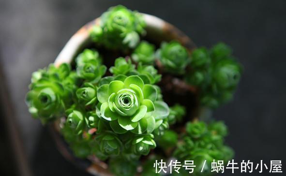 山地玫瑰|夏季的多肉不好看？来看看这3款，绚丽多姿，越看越好看