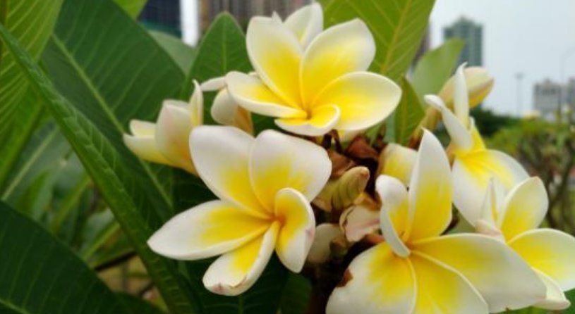 花海|4种花最喜欢夏天，不怕热，不休眠，越晒开花越旺，美成花海