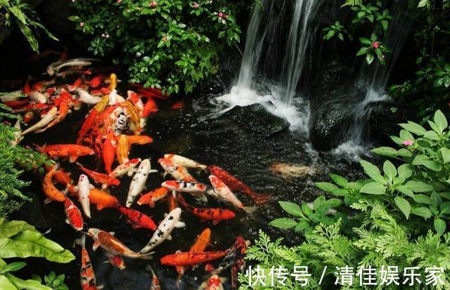 池塘|如果家里有个院子，就建个这样的鱼池吧，越住越富贵，真是太美了