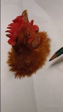 |搞笑GIF:前女友跟我显摆她男友的新车,轮胎都是坏的