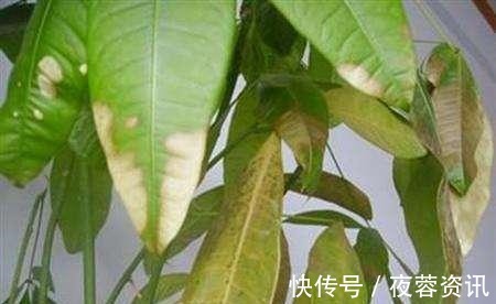 黄叶|花店买花老养死，因为老板太黑心老板不是我黑心，是你不会养