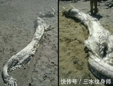 赵口#关于龙的记载和传说有很多,但是却又很少有人亲眼见过真的龙