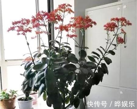 长寿|长寿花养5年，窜到一米八，三枝托九叉，开成花树，震撼全家