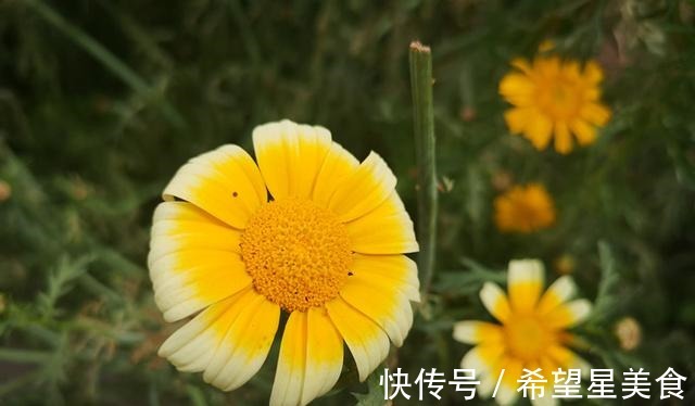 圣女果|若有一个小院，要把菜当花养，把花种成菜！