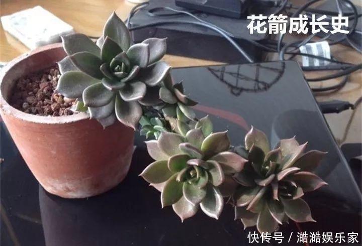 扦插|多肉长花箭被他剪断插土里，7天就生根！