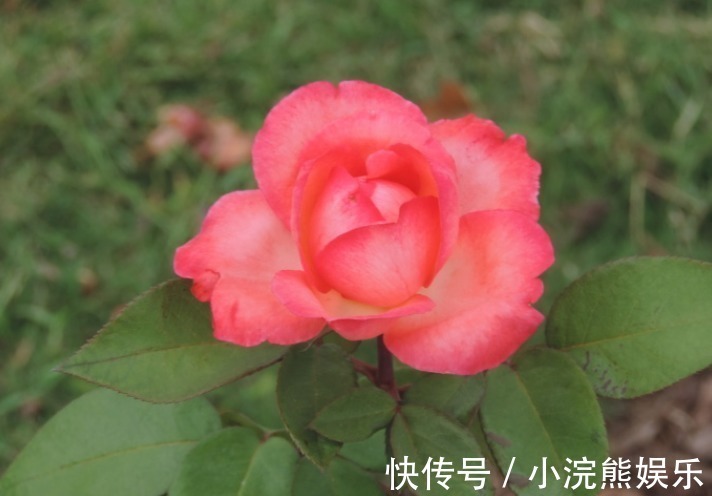 菊花|除了菊花，不如养盆“玫瑰上品”全美小姐，艳而不俗朦胧梦幻