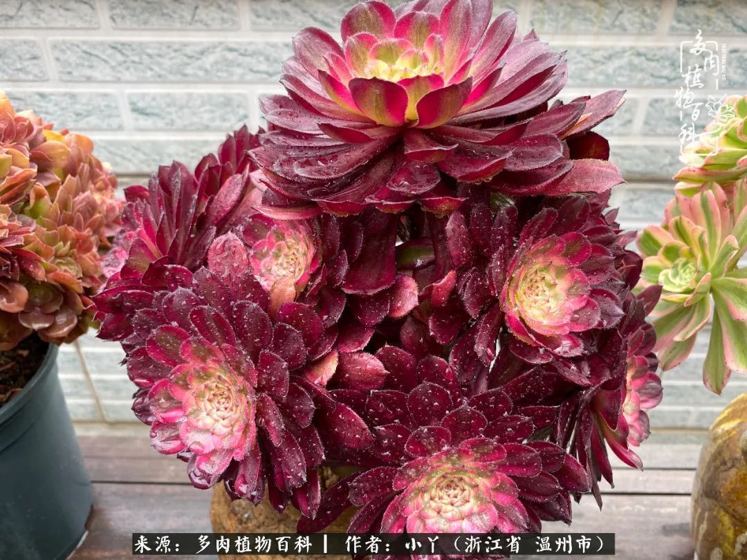 祖上无院家里无矿，一腔浪漫情怀付诸楼顶造花！