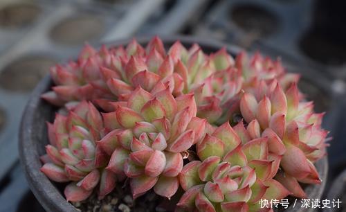 多肉|此款易爆盆多肉，长出状态美得不像话，适合新手！