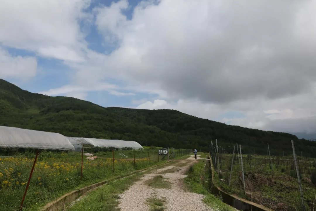 青山草原|西昌人的诗和远方！看青山草原连片、采高山蓝莓、享悠闲时光