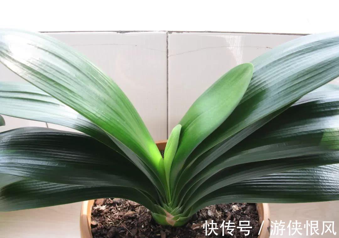 瓜子|君子兰喂点“小零食”,叶片杠杠厚,花箭拔的高,开花大又艳