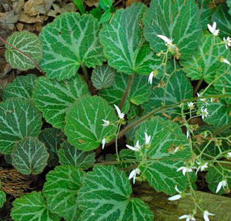 冻疮|农村一种野草，城里人拿来种盆栽，殊不知是治冻疮的良药