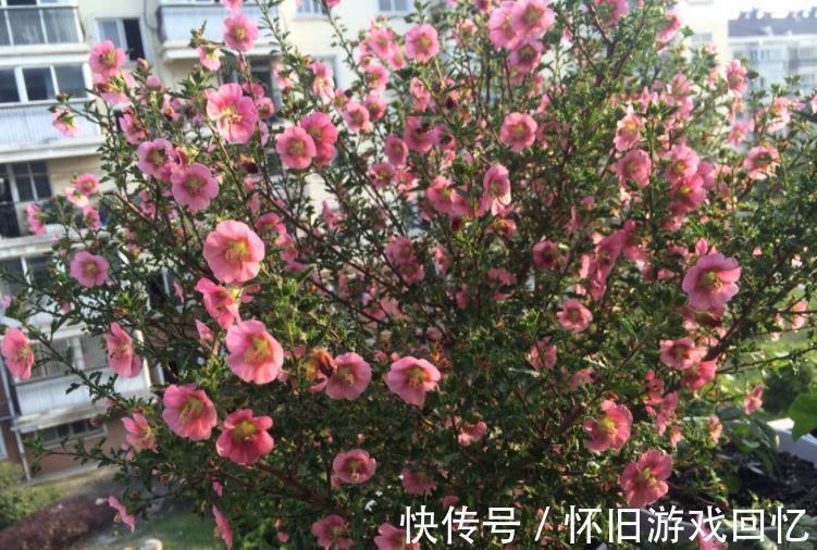 冬季养小木槿,想平稳过渡就该注意这4点,保来年开花更多
