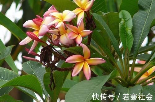 养花达人养花,就喜欢在盆里埋点它,养啥都旺,比花肥都强!