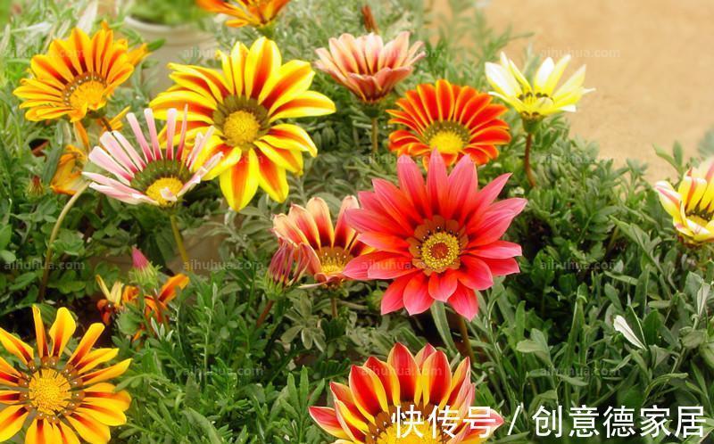 百合花|养花试试这几款,花样浩繁美丽,花香传布局限较广