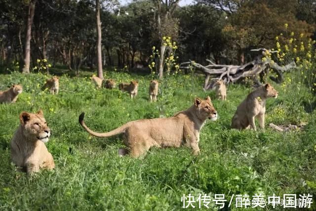 南通森林野生动物园|游览南通森林野生动物园，集观赏与科普教育于一体，适合全家出游