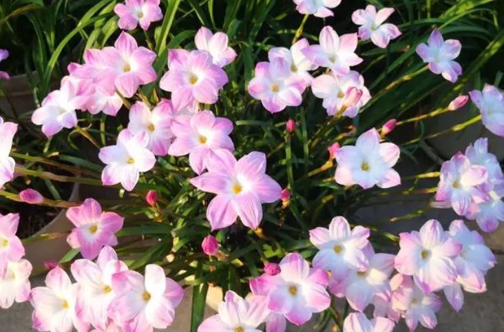 这种兰花是天生的“水鬼”，立春后搬出屋，多淋淋雨可早点开花