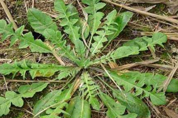 蒲公英|农村4大“黄金”野菜，既补钙又降血压，还有清热解毒作用