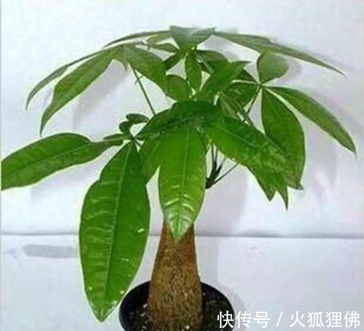 秋冬|秋冬发财树怎么养?知道这4点就够了,保证枝繁叶茂