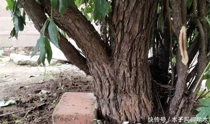 花树|4种“富贵花”,越养越值钱,价值上万元,能换很多“养老钱”