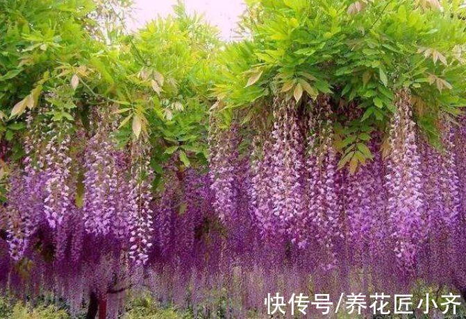 7种“爬藤花”,花园必须种一棵,1年爬满墙,开成花瀑布