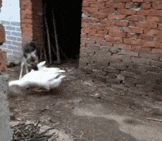 |搞笑GIF:我看错你了,你原来是这样的狗子