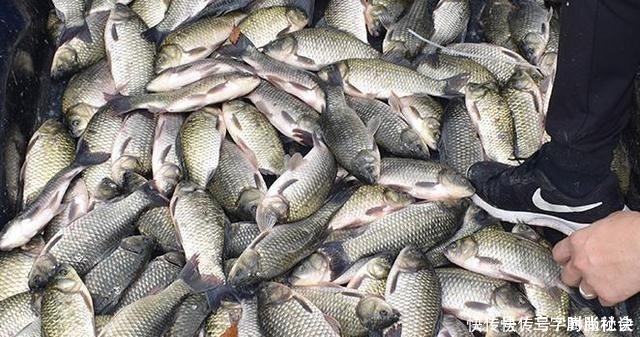 羊油|教你用羊油做饵料,一看就会!初春钓鱼时用上,鲫鱼都抢着来咬钩