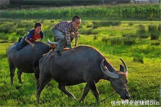 危险|暑假回老家，兄妹俩偷偷挑战蜂窝，这“下场”家长都没忍住笑