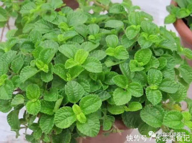 这6种花是“天然净化器”,家中养1盆,潜伏的甲醛也会吸干净!