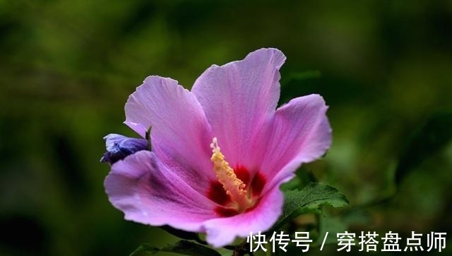 排毒养颜|神奇！这种花开花100多天，剪根枝条就能活，养一盆真不错！