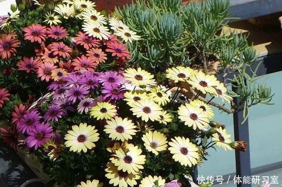 秋天的院子,养点喜欢的花,乐得自在!