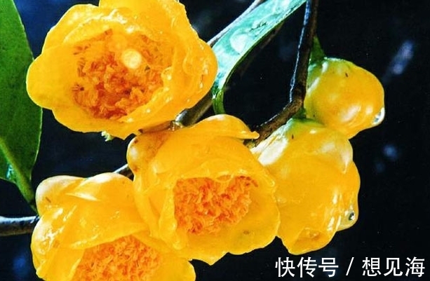 此花是“植物界的大熊猫”，开花时耀眼夺目，象征着谦虚的自然美