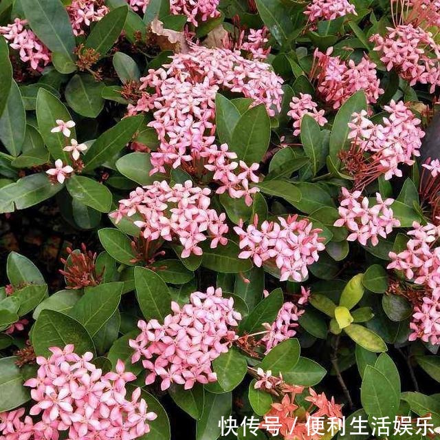 4种花能开一整年,只养一盆就够了,天天有花看!