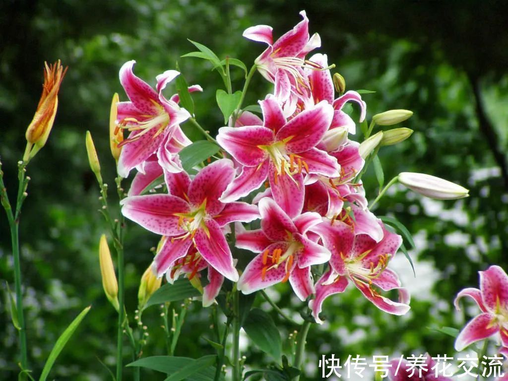 光棍树|记住这5种花的花语,光棍节更容易脱单,送花也不会迷惘