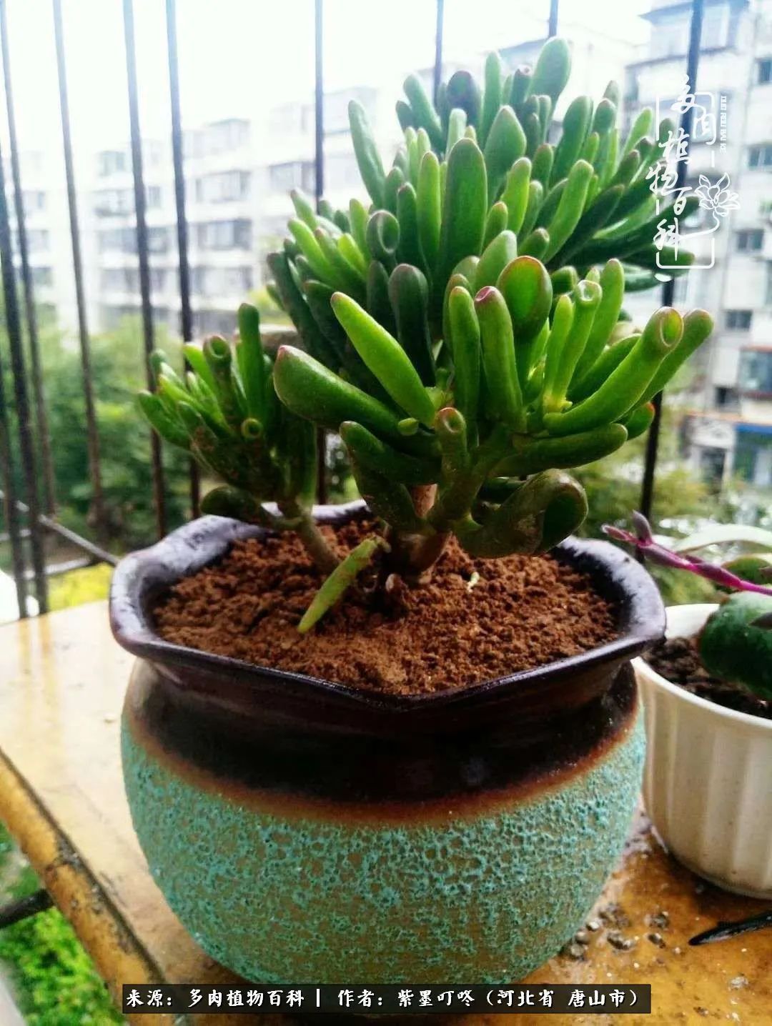 疗愈|从平凡中寻找美感，从噪杂中寻找宁静——多肉给予我的心灵疗愈！