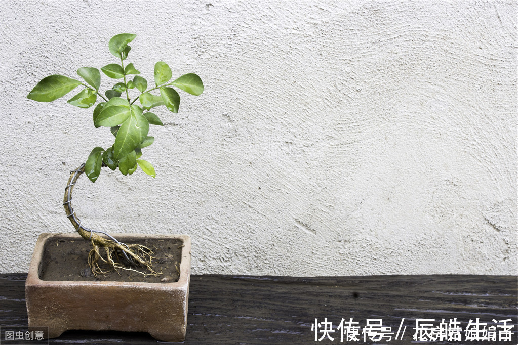 树木盆景是怎么矮化的?8个方法助你的盆景成为“活着的艺术”
