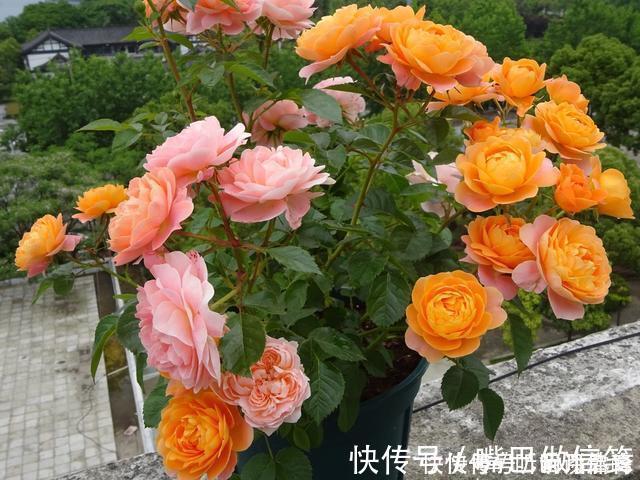 生根|扦插月季不生根？用这捂一捂，过几天“冒白根”，变成月季大户