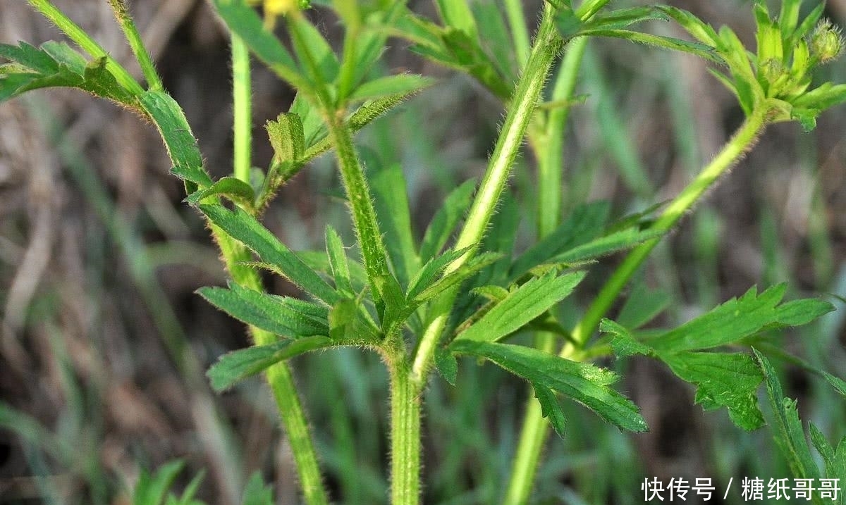 这种野草，民间俗称“野桑葚”，常被错认成艾草，见到请别碰它